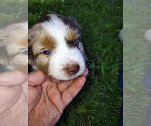 Medium Photo #2 Australian Shepherd Puppy For Sale in MOUNTAIN HOME, ID, USA