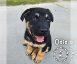 Small #6 German Shepherd Dog Mix