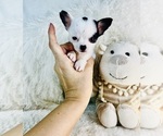 Small #4 Chihuahua