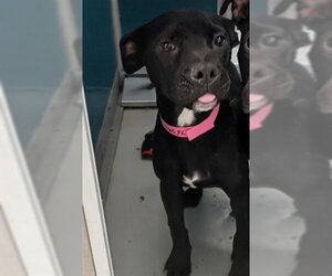 Mutt Dogs for adoption in Oklahoma City, OK, USA
