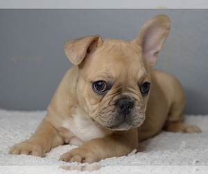 French Bulldog Puppy for sale in PROVIDENCE, RI, USA