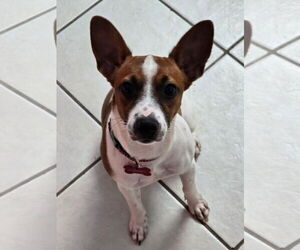 Rat Terrier-Unknown Mix Dogs for adoption in Key Largo, FL, USA