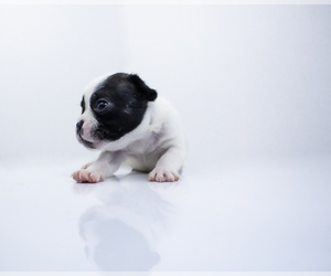 French Bulldog Puppy for sale in NEW YORK, NY, USA