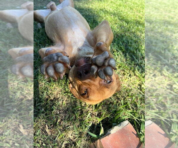 Medium Photo #3 Dachshund-Unknown Mix Puppy For Sale in Oakhurst, NJ, USA