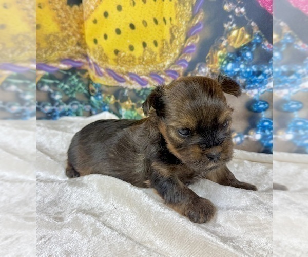 Medium Photo #26 Morkie Puppy For Sale in CASSVILLE, MO, USA