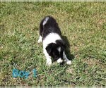 Small #5 Border Collie