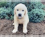 Puppy 3 English Cream Golden Retriever