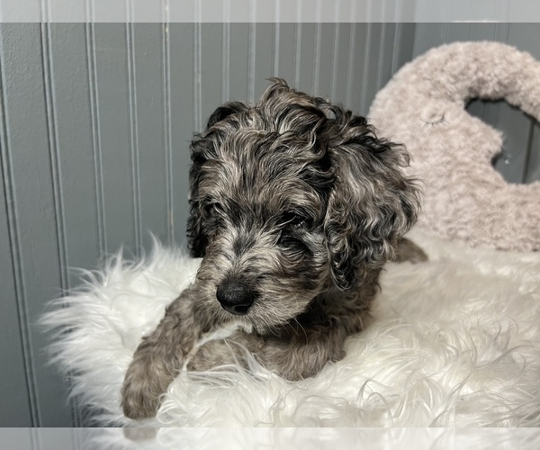Medium Photo #15 Aussiedoodle-Goldendoodle Mix Puppy For Sale in ETOWAH, TN, USA