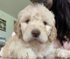 Goldendoodle Puppy for sale in HARTFORD, KY, USA