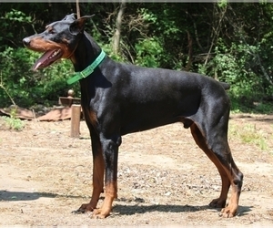 Father of the Doberman Pinscher puppies born on 10/23/2019