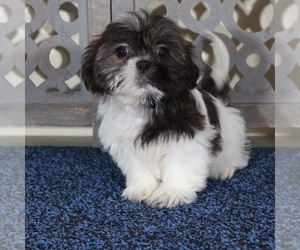 Zuchon Puppy for sale in MOUNT VERNON, OH, USA