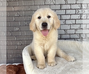 English Cream Golden Retriever Puppy for sale in OCALA, FL, USA