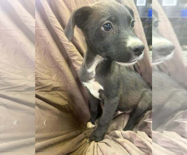 Medium Photo #3 Australian Shepherd-Boxer Mix Puppy For Sale in Aurora, IN, USA