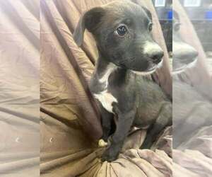 Johnson Rs : Rory - Male Australian Shepherd-Boxer Mix Dog for Adoption - Photo #3