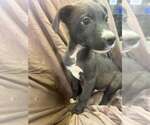 Small Photo #3 Australian Shepherd-Boxer Mix Puppy For Sale in Aurora, IN, USA
