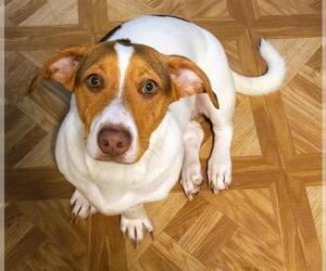 Basset Hound-Unknown Mix Dogs for adoption in San Antonio, TX, USA