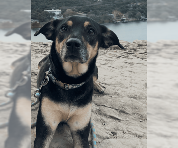 Medium Photo #1 Mutt Puppy For Sale in McKinney, TX, USA