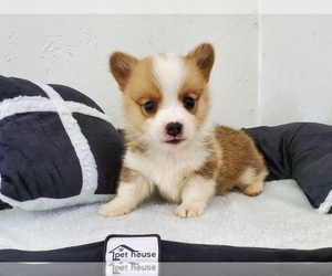 Pembroke Welsh Corgi Puppy for sale in CLARK, MO, USA