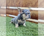 Small Photo #75 French Bulldog Puppy For Sale in ORLANDO, FL, USA