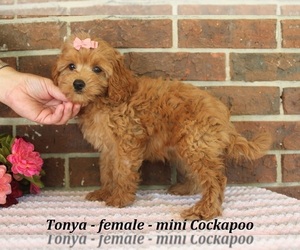 Cockapoo (Miniature) Puppy for sale in CLARKRANGE, TN, USA