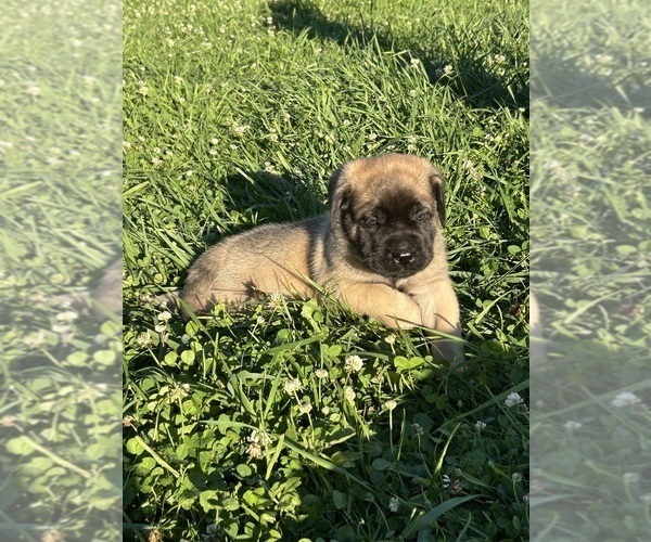 Medium Photo #3 Mastiff Puppy For Sale in COEBURN, VA, USA