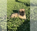 Small #1 Mastiff