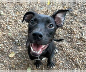 Bindi - Female Mutt Dog for Adoption