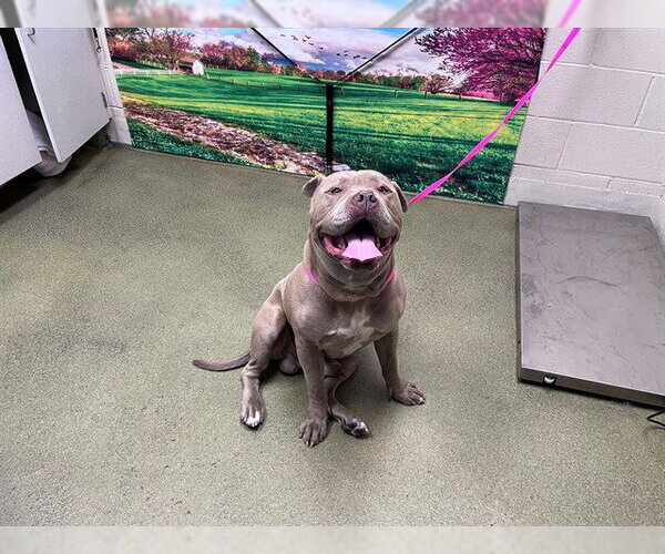 Medium Photo #1 American Pit Bull Terrier Puppy For Sale in Moreno Valley, CA, USA