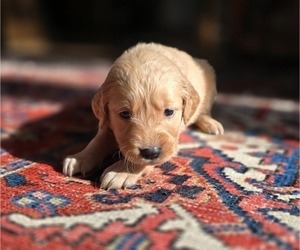 Golden Retriever Puppy for sale in HAMMONTON, NJ, USA