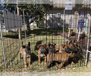 Belgian Malinois Puppy for sale in METAIRIE, LA, USA