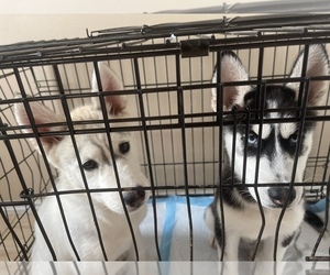 Siberian Husky Puppy for sale in AMMON, ID, USA