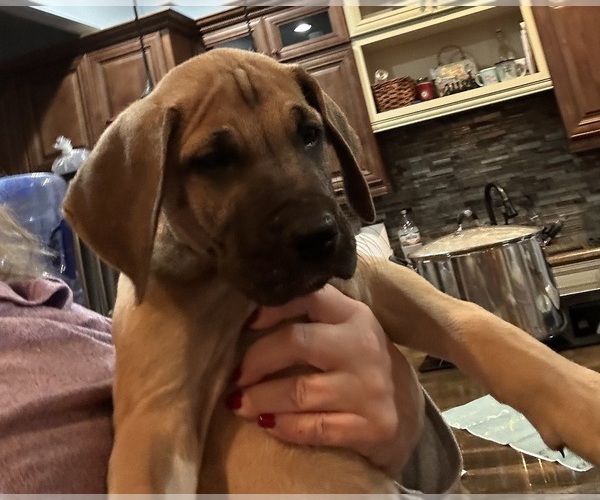 Medium Photo #3 Great Dane Puppy For Sale in CLANTON, AL, USA