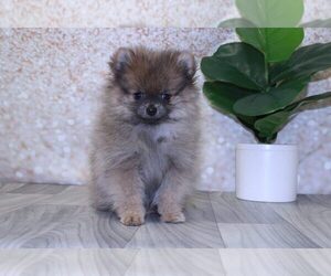 Pomeranian Puppy for sale in MARIETTA, GA, USA