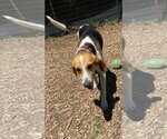 Small #2 American Foxhound