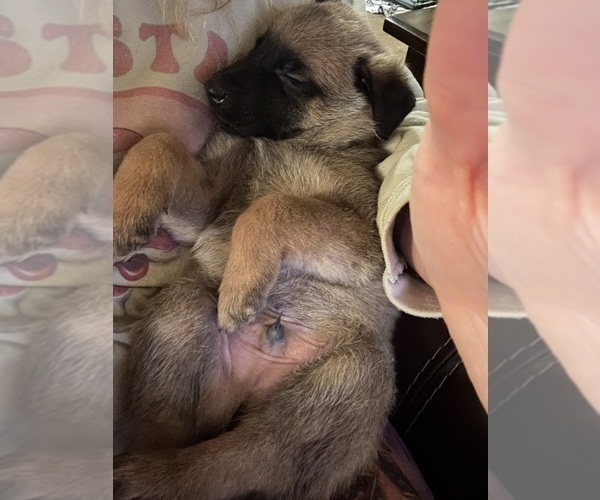 Medium Photo #29 Belgian Malinois Puppy For Sale in ATHENS, AL, USA
