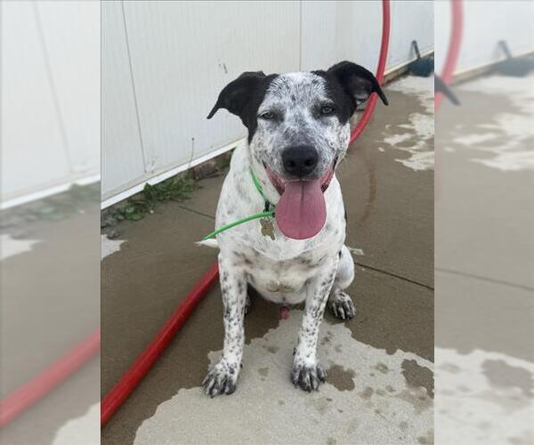 Medium Photo #3 Mutt Puppy For Sale in Mobile, AL, USA