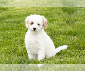Goldendoodle (Miniature) Puppy for sale in WOLCOTTVILLE, IN, USA