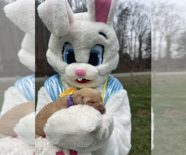 Medium Photo #1 Labrador Retriever Puppy For Sale in NEOLA, WV, USA