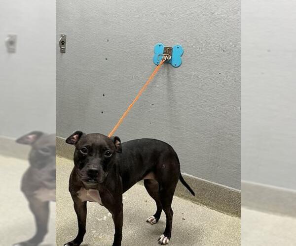 Medium Photo #1 American Pit Bull Terrier-Unknown Mix Puppy For Sale in Las Vegas, NV, USA