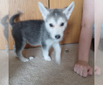 Small #1 Gerberian Shepsky
