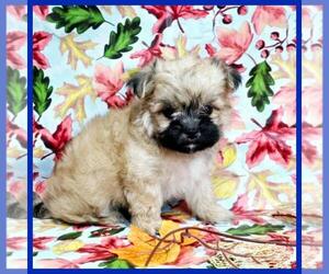 Mal-Shi Puppy for sale in TAYLOR, TX, USA