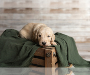 Goldendoodle Puppy for sale in COLORADO SPRINGS, CO, USA