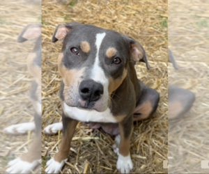American Bulldog-American Staffordshire Terrier Mix Dogs for adoption in Decatur, GA, USA