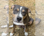 Small American Bulldog-American Staffordshire Terrier Mix