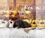 Small #10 Dachshund