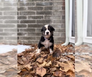 Border Collie Puppy for sale in YAKIMA, WA, USA