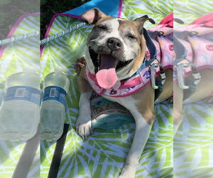 Regina - Female Mutt Dog for Adoption - Photo #3