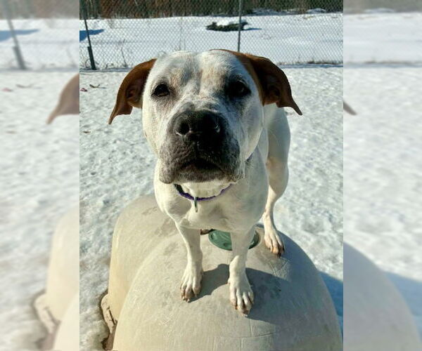 Medium Photo #3 Mutt Puppy For Sale in Webster, WI, USA