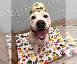 American Pit Bull Terrier Dogs for adoption in Brighton, CO, USA
