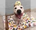 Small American Pit Bull Terrier